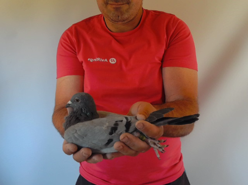 Pigeon image