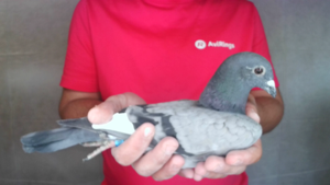Pigeon image