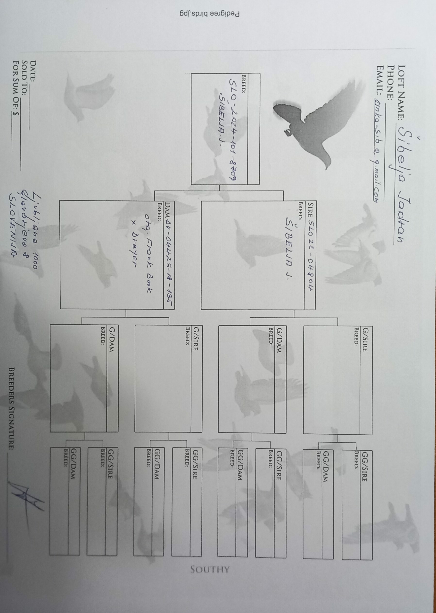 Pigeon pedigree image