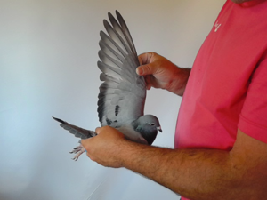 Pigeon image