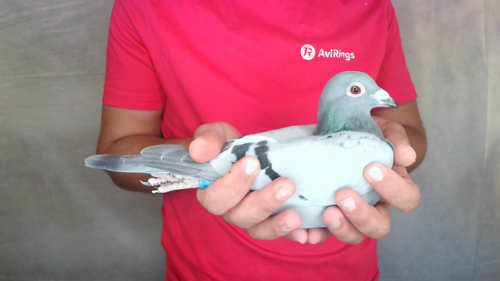 Pigeon image