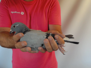 Pigeon image