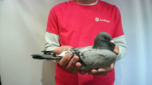 Pigeon image