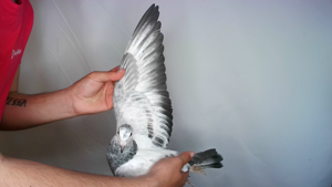 Pigeon image