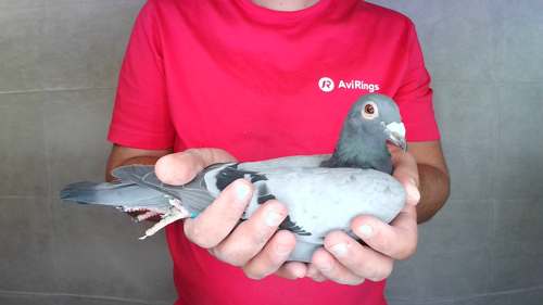 Pigeon image
