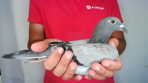 Pigeon image