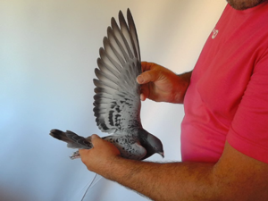 Pigeon image