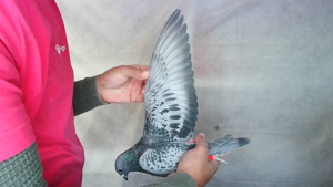 Pigeon image