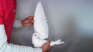 Pigeon image