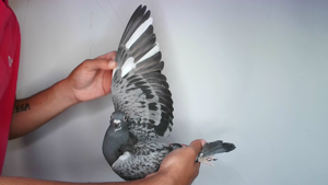 Pigeon image