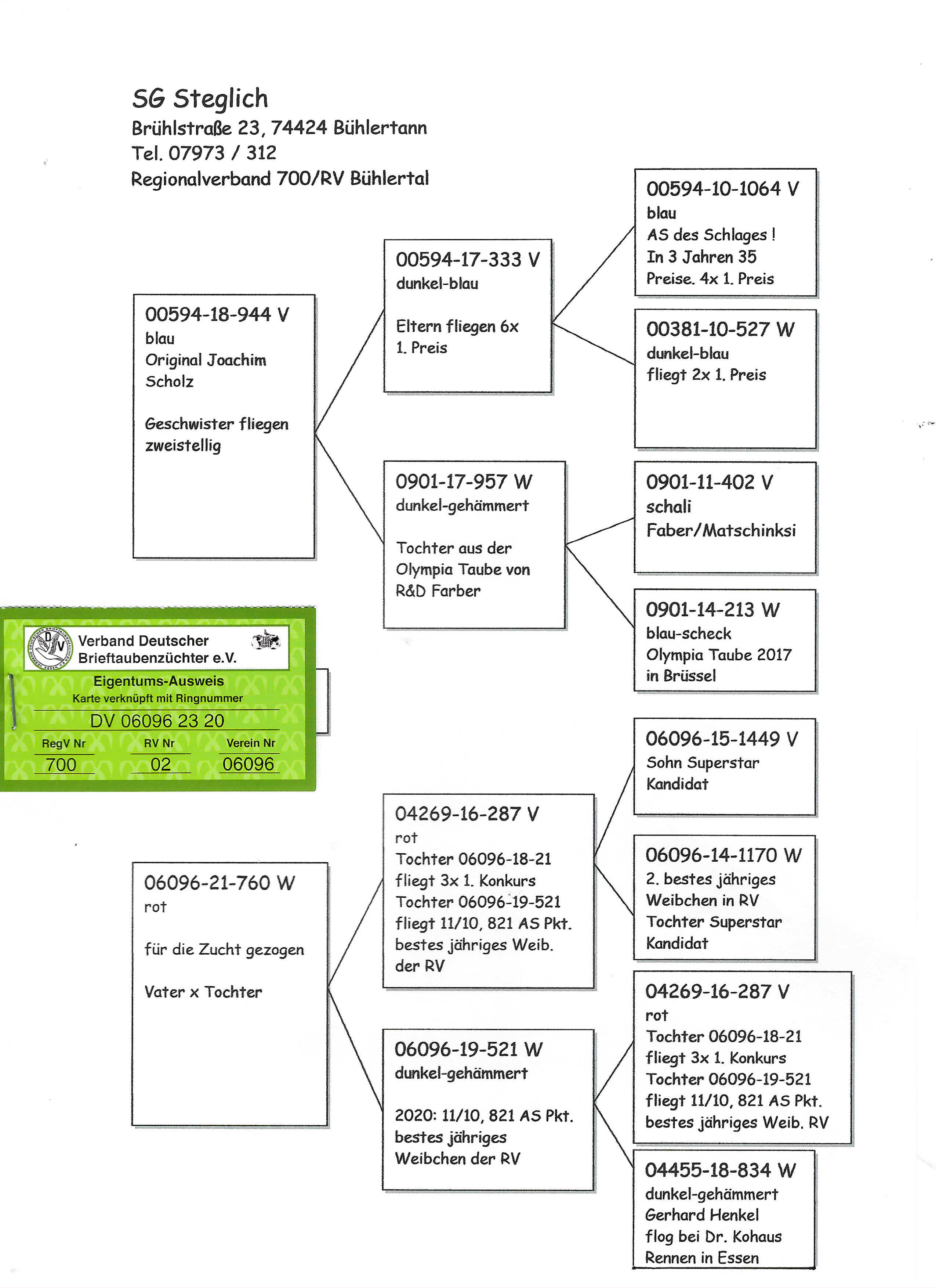 Pigeon pedigree image