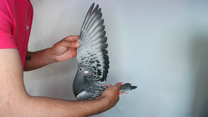 Pigeon image
