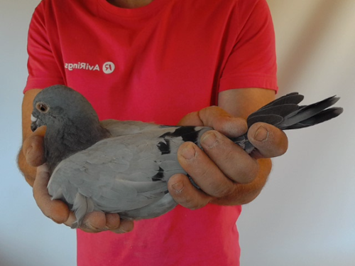 Pigeon image