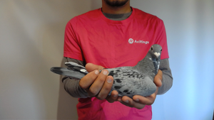 Pigeon image