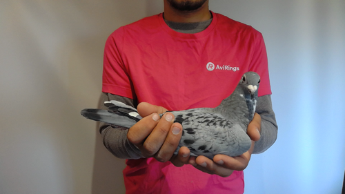 Pigeon image