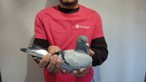 Pigeon image