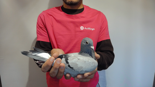 Pigeon image