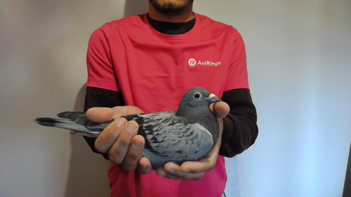 Pigeon image