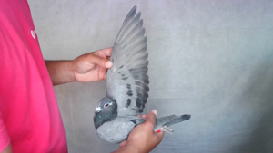 Pigeon image