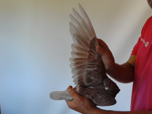 Pigeon image