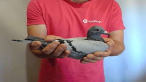 Pigeon image