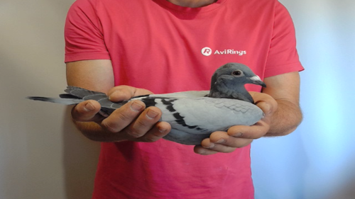 Pigeon image