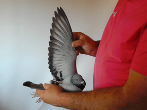 Pigeon image