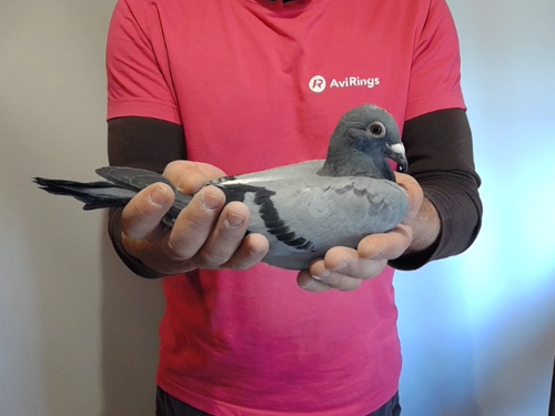 Pigeon image