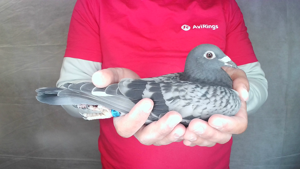 Pigeon image