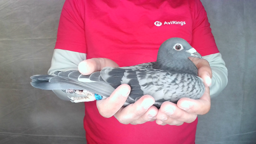 Pigeon image