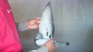 Pigeon image