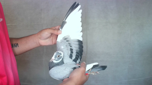 Pigeon image