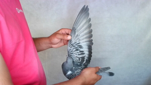 Pigeon image