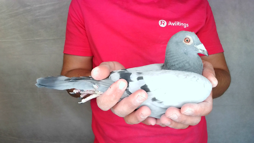 Pigeon image