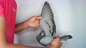 Pigeon image