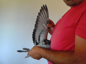 Pigeon image