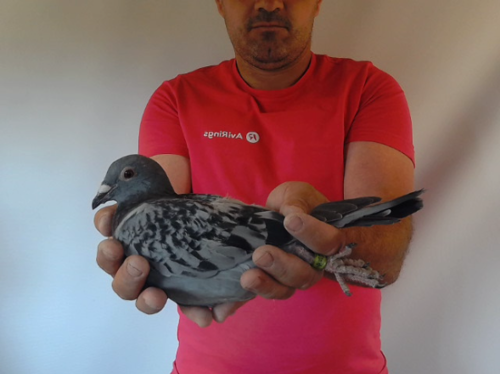 Pigeon image