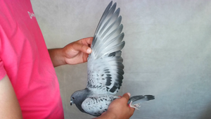 Pigeon image