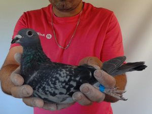 Pigeon image