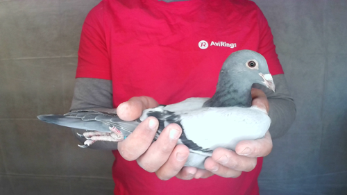 Pigeon image