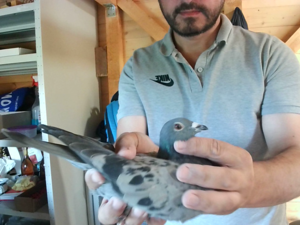 Pigeon image