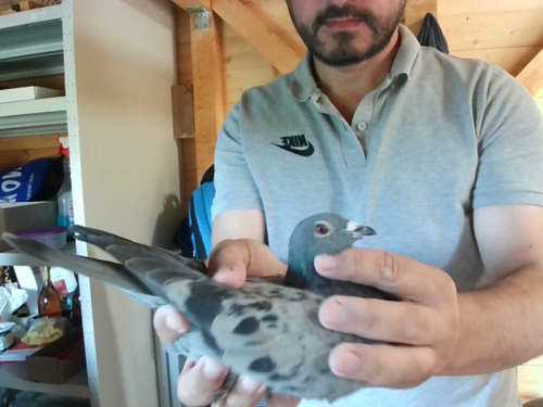 Pigeon image