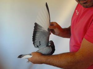 Pigeon image