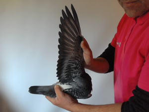 Pigeon image