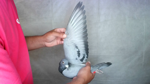 Pigeon image