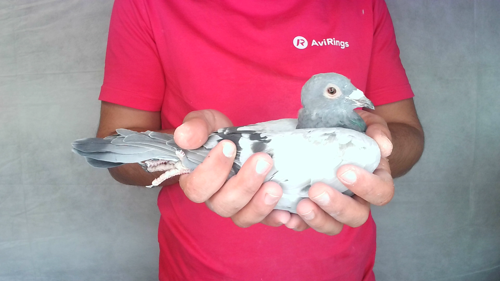 Pigeon image