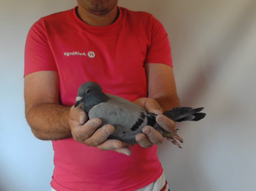 Pigeon image