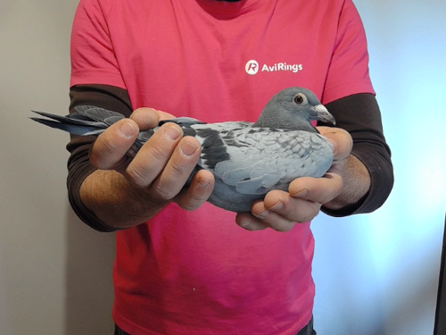 Pigeon image