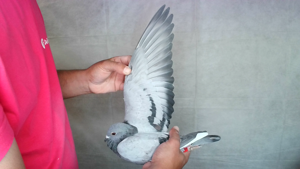 Pigeon image