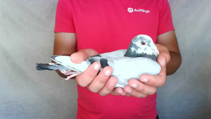 Pigeon image